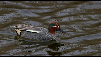 Eurasian Teal