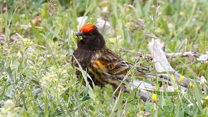 Red-fronted Serin