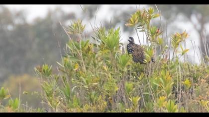 Black Francolin