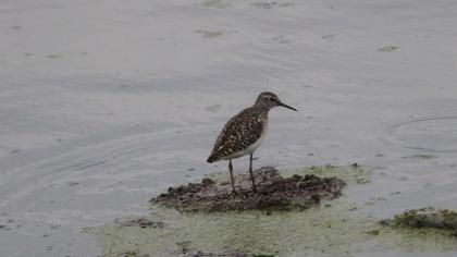 Orman düdükçünü