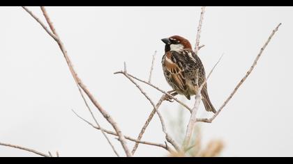 Spanish Sparrow