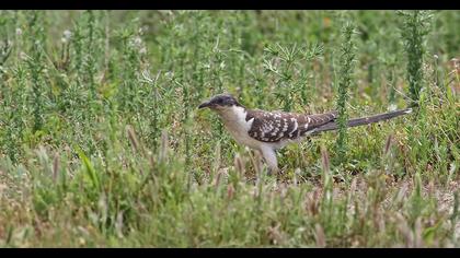 Great Spotted Cuckoo