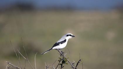 Büyük örümcekkuşu
