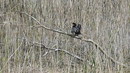 Pygmy Cormorant