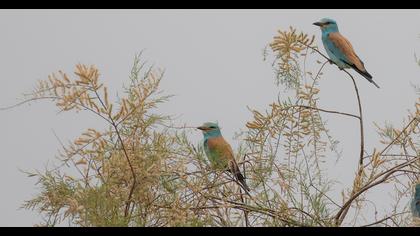 European Roller