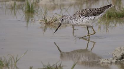 Marsh Sandpiper
