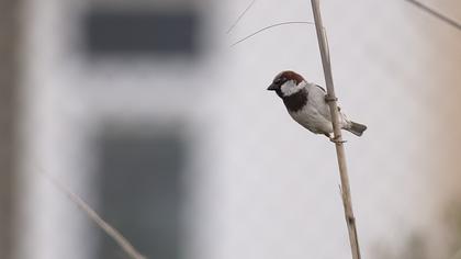 House Sparrow
