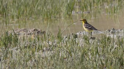 Citrine Wagtail
