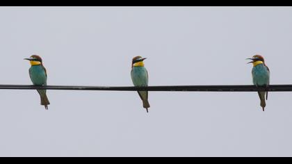 European Bee-eater