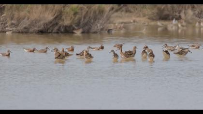 Curlew Sandpiper