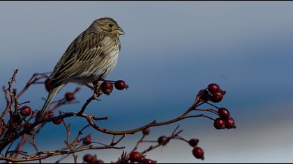 Corn Bunting