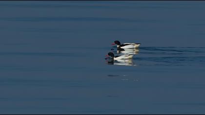 Common Shelduck