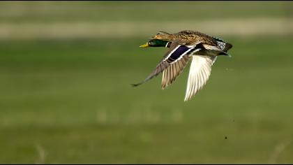Mallard