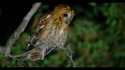 Tawny Owl