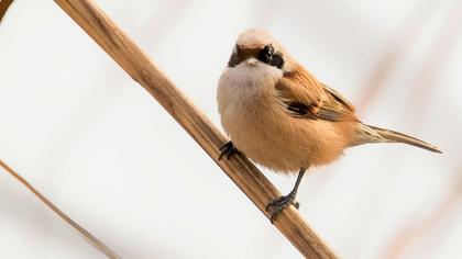 Eurasian Penduline Tit