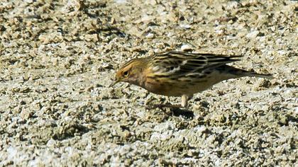 Kızılgerdanlı incirkuşu