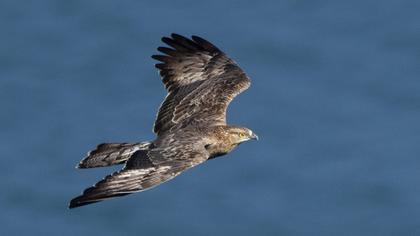 European Honey Buzzard