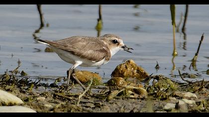 Kentish Plover