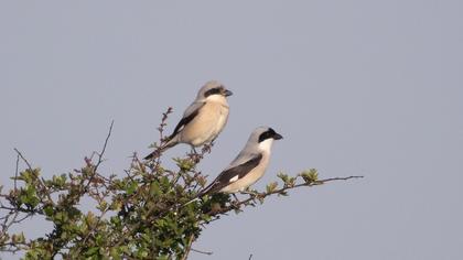 Lesser Grey Shrike