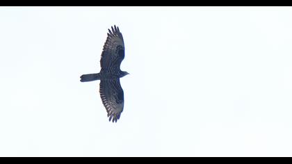European Honey Buzzard