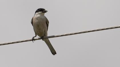 Lesser Grey Shrike