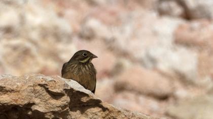 Ortolan Bunting