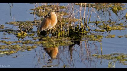 Squacco Heron