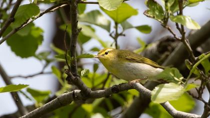 Wood Warbler