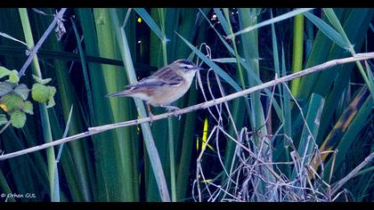 Kındıra kamışçını