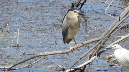 Black-crowned Night Heron