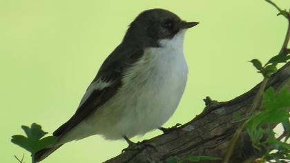 European Pied Flycatcher