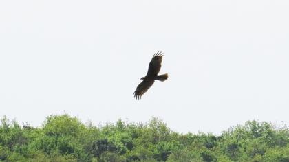 Western Marsh Harrier