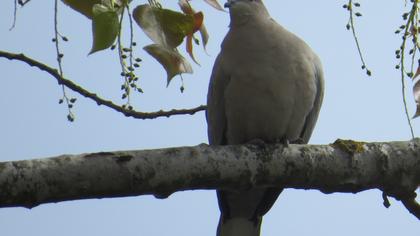 Eurasian Collared Dove