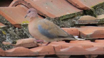 Laughing Dove
