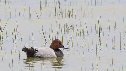 Common Pochard