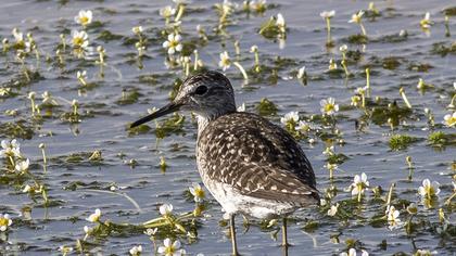 Orman düdükçünü