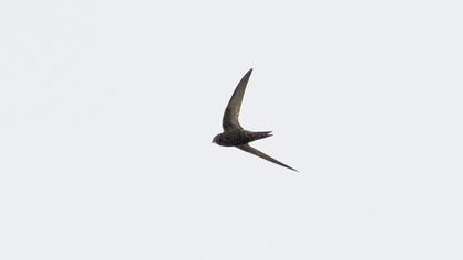 Common Swift