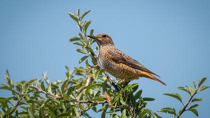 Common Rock Thrush