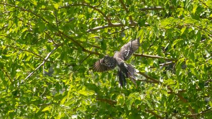 Great Spotted Cuckoo