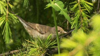 Barred Warbler