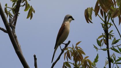 Red-backed Shrike
