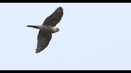 Eurasian Sparrowhawk