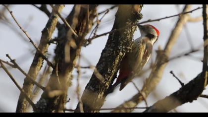 Middle Spotted Woodpecker