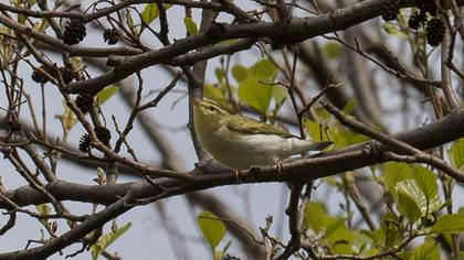 Wood Warbler