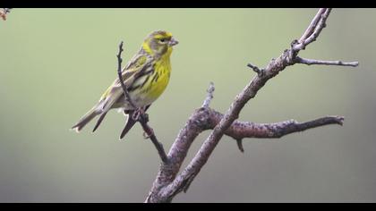 Yellowhammer