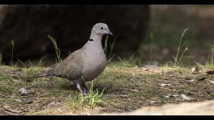 Eurasian Collared Dove