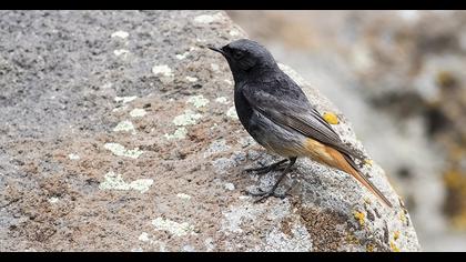 Black Redstart