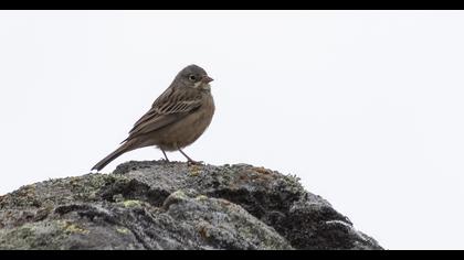 Ortolan Bunting