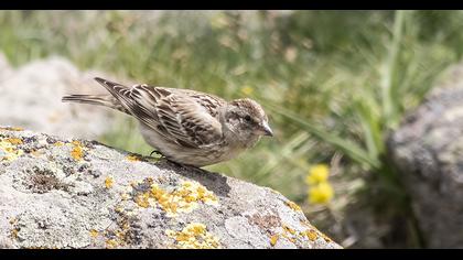 Rock Sparrow