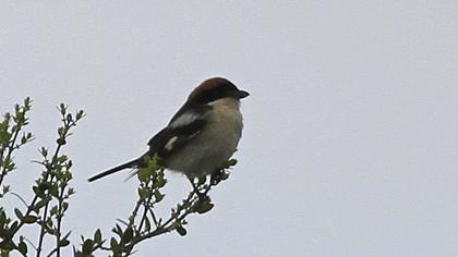 Woodchat Shrike